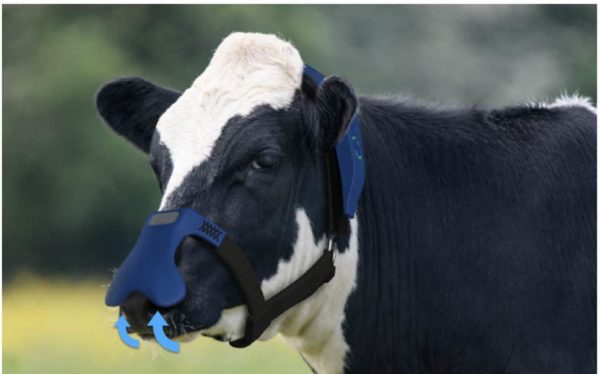 A maszk felfogja a böfögést, ami a marhák orrán keresztül jut a levegőbe, és vízzé, illetve széndioxiddá alakítja át (Fotó: Zelp)