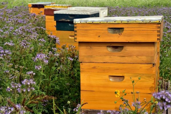 Megkönnyítheti a magyar méhészek dolgát a Nébih új, online térképes felülete - képünk illusztráció
