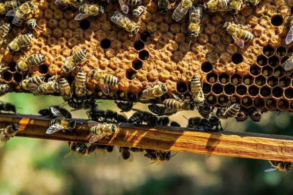 A méhészet egy nagyon számottevő ágazat Magyarországon. (Fotó: Pixabay, Pexels)