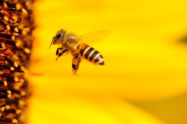 A méhek léte veszélyben van! (Fotó: Pixabay, Hansbenn)