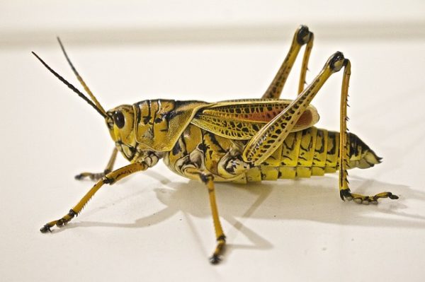 Ezek a rovarok rajba verődve képesek letarolni egy fél kontinenst (Fotó: Pixabay, Yanivmatza)