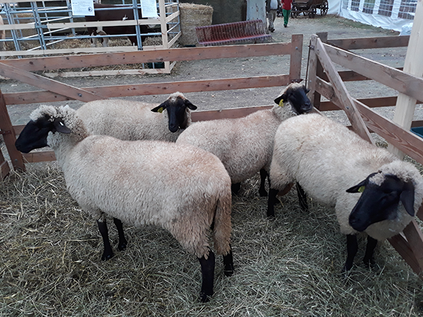 Csökkent a bárány felvásárlási ára: a magyar termelők abban bíznak, hogy az állataik elérik a 24 kilogrammos tömeget, mert a pecsenyebárányok iránt nagyobb a kereslet