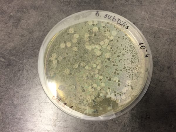 Bacilus Substilis a Petri-csészében