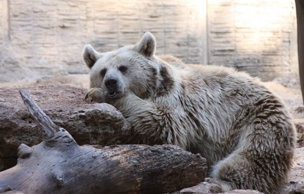 A klímaváltozás miatt a téli álmukból a megszokottnál korábban ébredő medvék több tényező miatt is veszélyesebbek az átlagosnál - képünk illusztráció