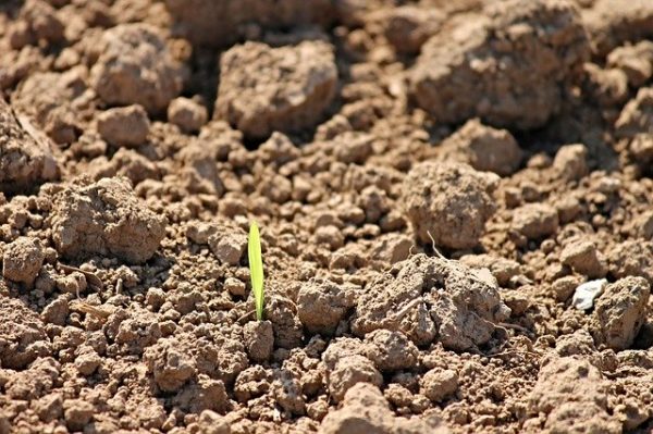 A talaj szárazsága érzékenyen érinti az őszi és a tavaszi vetést. (Fotó: Pixabay, Manfredrichter)