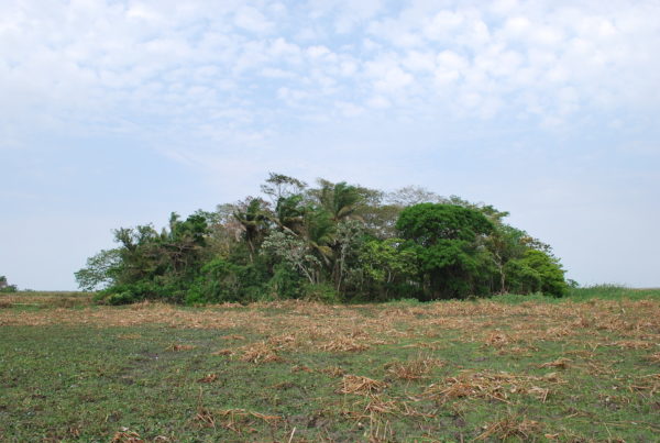 Erdősziget a bolíviai Llanos de Moxosban - Fotó: José Capriles/Pennsylvaniai Állami Egyetem / Penn State