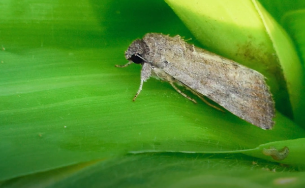 A Spodoptera frugiperda, vagyis az őszi sereghernyó - forrás: FAO