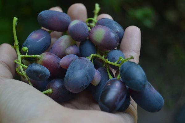 A szőlőfajták állami elismerésben történő részesítésre azért van szükség, hogy a Nemzeti Fajtajegyzékbe kerülhessenek, ezáltal lehetővé váljon a szaporításuk és a hazai forgalomba hozataluk
