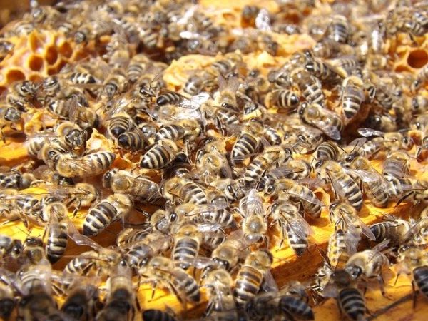 A méhek hivatalosan is a bolygó legfontosabb élőlényei, viszont számuk drasztikus csökkenése miatt jelenleg a veszélyeztetett fajok listájára kerültek. (Fotó: Pixabay, Seagul)