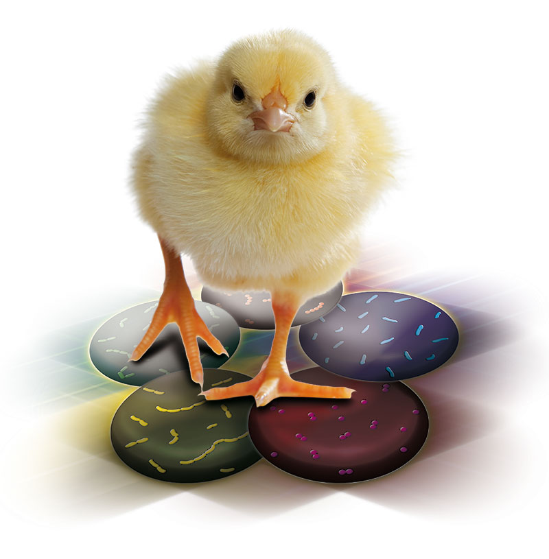 A PoultryStart már a keltetőben, gél formájában oda lehet adni a csirkéknek