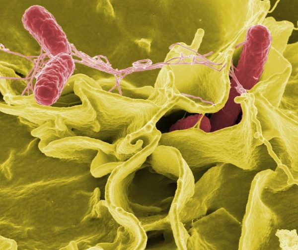 Szalmonella baktérium közelről