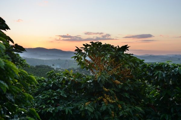 Cél a kávé-, kakaó- és vaníliaültetvények betelepítése az ökoszisztéma rombolása nélkül. (Fotó: Pixabay, Young_n)