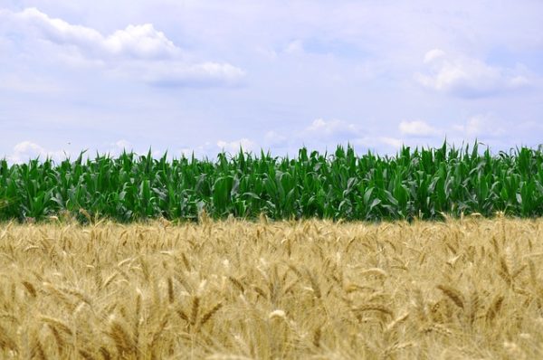 Rekord globális búzatermés várható a 2020/2021. gazdasági évben, míg a kukoricatermés 72 millió tonnával haladná meg a folyó szezon kibocsátását. (Fotó: Pixabay, Epicioci)