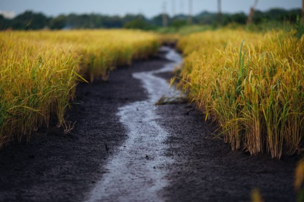 A rizstermesztés igényes és nehéz munka - Thanh Nguyễn fotója a Pexels oldaláról