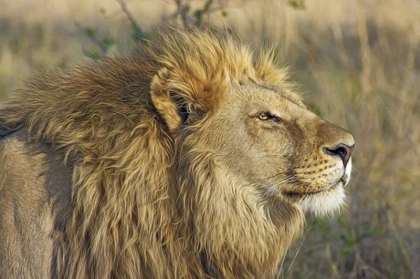 Az oroszlánok rendkívül jól szaporodnak fogságban. (Fotó Pixabay, Designerpoint)