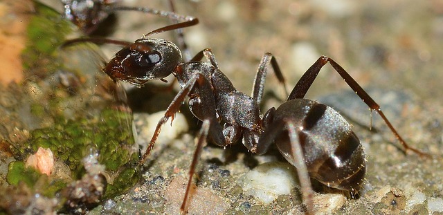A hangyák sokszor okoznak bosszúságot minden háztartásban (Fotó: Pixabay, francok35)