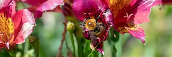 szélessávú méh