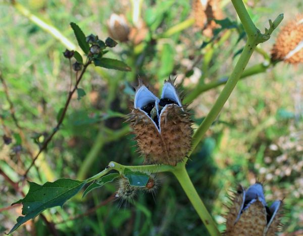 A csattanó maszlag egy, a nagyon gyakran előforduló mérgező növények közül