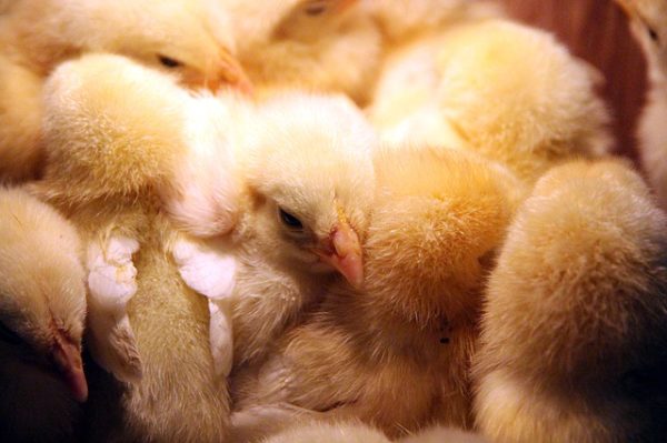 Levágás helyett több 100 ezer csirke pusztulhat el szén-dioxid gázosítás következtében Angliában, mert a vágóhíd munkatársai között egyre terjed a koronavírus - képünk illusztráció
