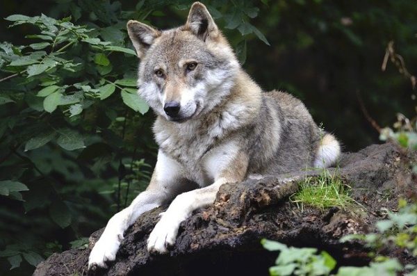 A farkasok és az állattartó gazdák békés együttélésére törekszik a Bükki Nemzeti Park Igazgatóság: többféle eszközzel, tanáccsal és ajánlással segítik ennek megvalósulását