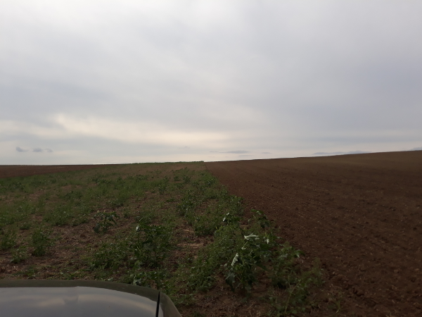 A talajmegújító gazdálkodás gyakorlata a Tolna megyei Regölyben - Fotó: Magro.hu, CSZS