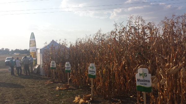 Megjelent a kukoricahibridek legújabb tesztje - Fotó: Magro.hu, CSZS, Mezőhegyes
