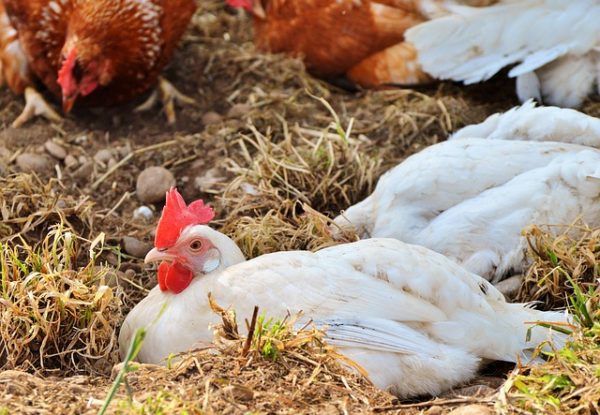 Megint megjelent a madárinfluenza Magyarországon és nagyon magasak a takarmányárak, ezért nehéz helyzetben vannak a hazai állattartók