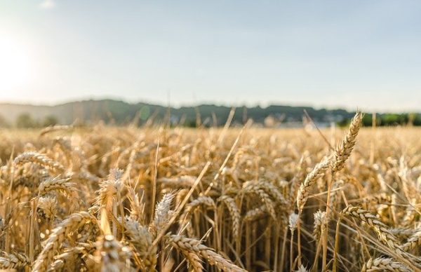 Az orosz gabona jól termett 2020-ban, mégis otthon tartanák azt - képünk illusztráció