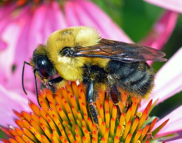 Egyes virágfajok általános előnyhöz juttatták a poszméheket, mások 
viszont a mézelő méheket