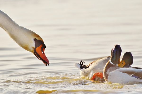 A hattyúk és a kacsák is a veszélyeztetett vízimadarak között vannak: horog és damil miatt pusztulhatnak el
