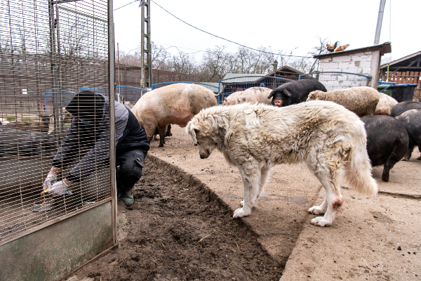 Egy kutya és sertések a budapesti NOÉ Állatotthonban 2021. február 7-én. Állatvédelmi társadalmi párbeszéd indult, online kérdőív formájában várják a lakosság véleményét - fotó: MTI/Szigetváry Zsolt