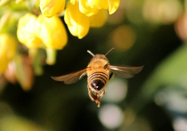 A mézfajtákat elsősorban a virág típusa szerint osztályozzák, amelyből a nektárt gyűjtötték