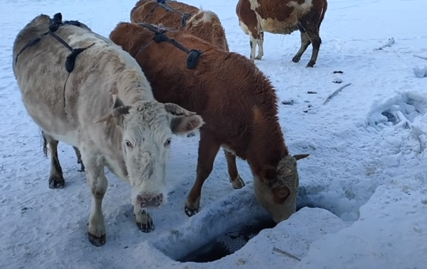Ojmjakon melltartós tehenei isznak a mínusz 30 fok alatti hidegben - Fotó: Youtube
