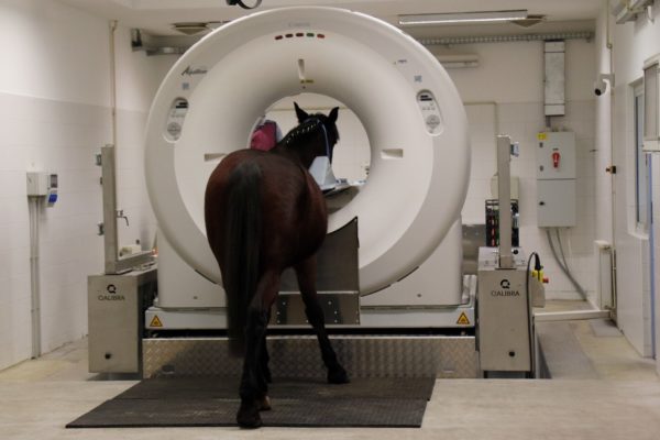 A ló-CT készülék- Fotó: Balázs Gusztáv