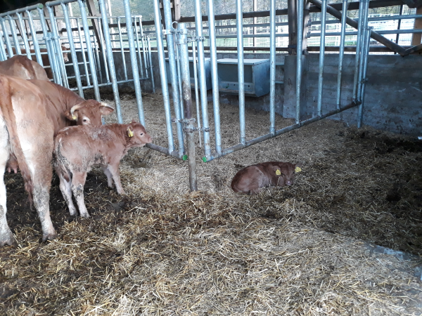 A kártalanítási feltételek szigorodása ösztönzi az állattartók felelős gazdálkodását - Fotó: Magro.hu, CSZS, Zalabér