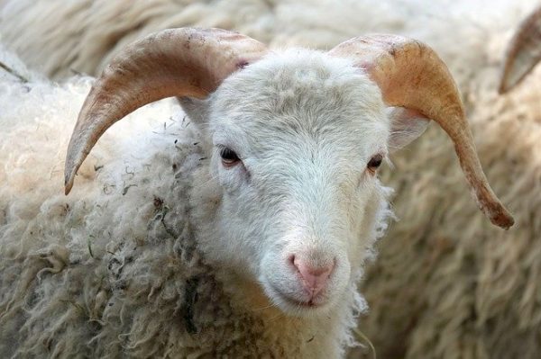 A kecskéknek könnyebben és gyorsabban sikerült körbejárniuk az akadályt, bár a juhok átlagosan gyorsabban érték el a célt 