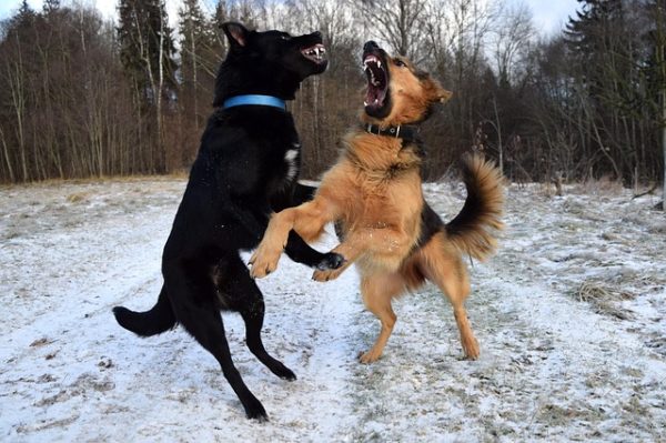 A kép nem kutyaviadalon készült: a kutyák játékosan acsarognak egymásra