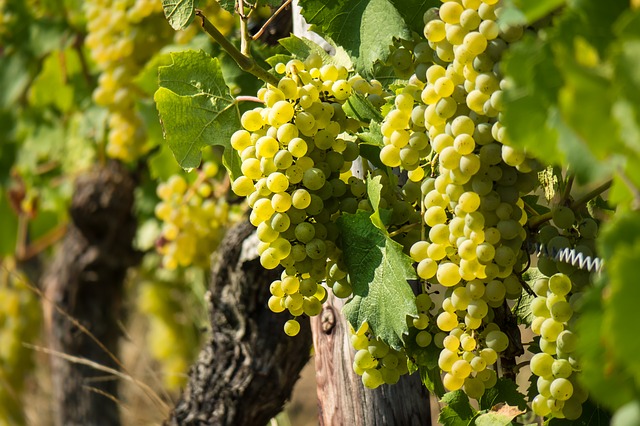 A szőlő aranyszínű sárgaság betegséget a szőlő aranyszínű sárgaság fitoplazma okozza, amely zárlati károsítónak minősül - a terjedés elleni ad támogatást az Agrárminisztérium március végéig