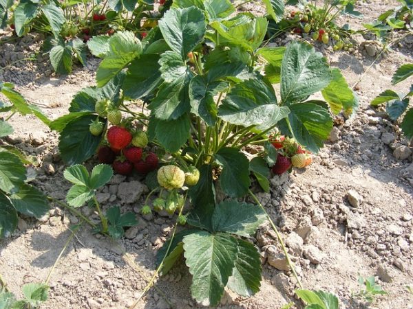 A gazda közel másfél hektárnyi területen 80 ezer tő epret termeszt. Biogazdálkodásában csak természetes módszerekkel gondozza a növényeket