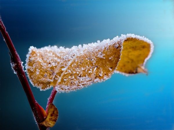 Télen a fagytűrő növényeink nyugalmi időszakukat töltik, fel vannak készülve a hidegre