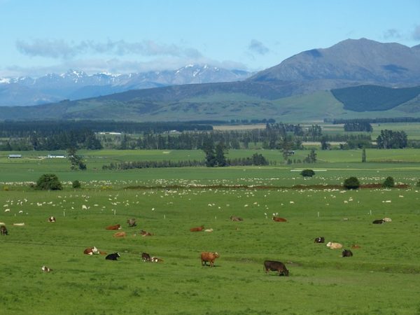 Az új-zélandi tejtermelő tehenek takarmányának jelentős részét a pálmaolaj adja