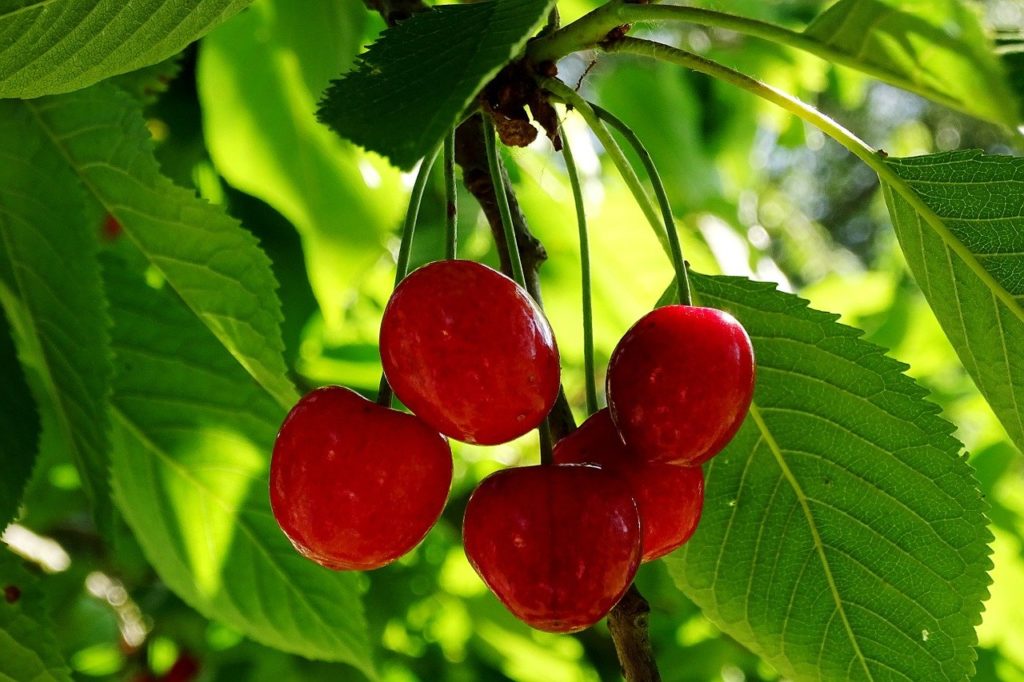 Az Exirel SE rovarölő szer cseresznye és meggy kultúrában használható szükséghelyzeti engedéllyel