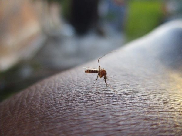 Több ezer génmódosított szúnyog került a szabadba Amerikában, hogy korlátozzák a Zika-vírus és a Dengue-vírus terjedését 