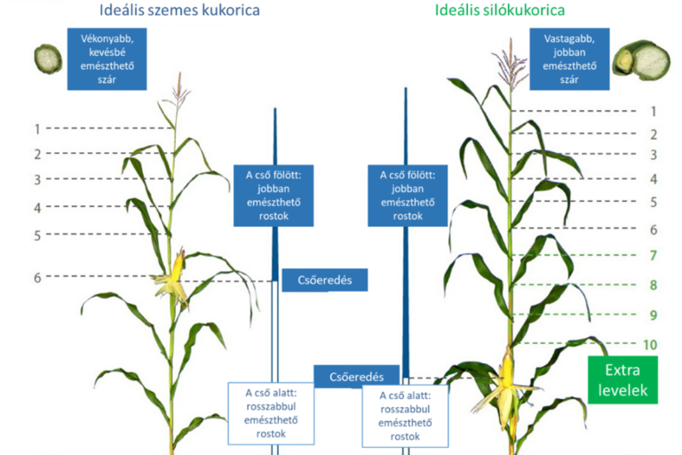 A Leafy kukoricák a cső fölött több levelet fejlesztenek, ezzel növelik az asszimilációs teljesítményt - Forrás: ELKH