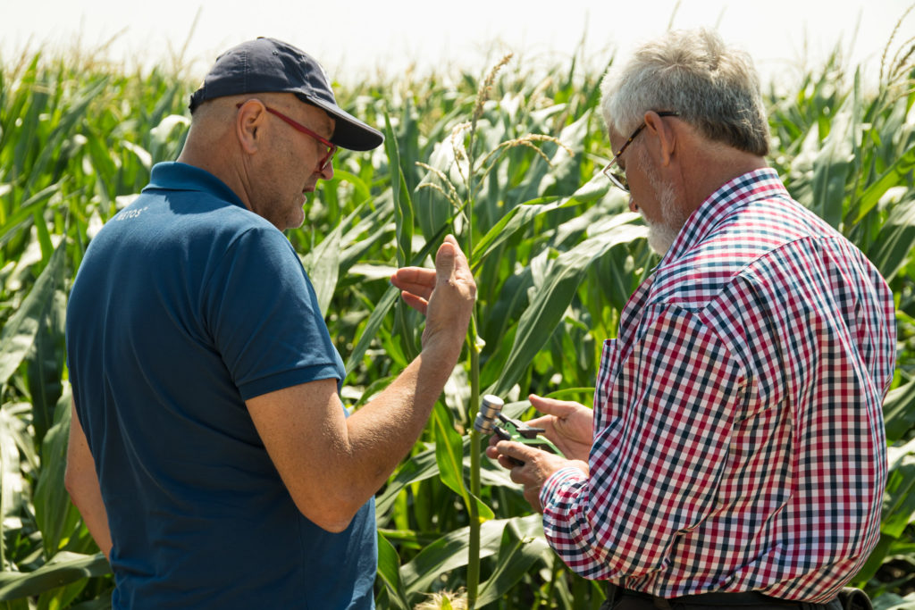 A kukorica precíziós termesztése során több dologra is érdemes odafigyelni a legjobb eredmény és a költséghatékonyság érdekében - Fotó: Magyarországi Precíziós Gazdálkodási Egyesület, 2021