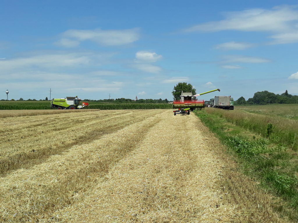 A jó hozam ellensúlyozta a gabona termőterületének csökkenését a 2020-21-es szezonban - Fotó: Magro.hu, CSZS, Tápióbicske