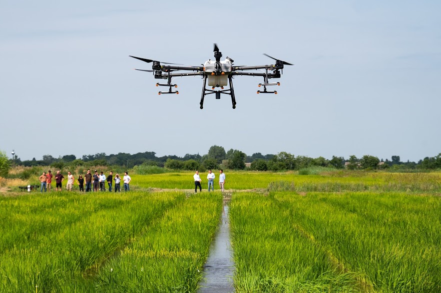 A drónok a permetezésben is segítenek a MATE rizsföldjein - Fotó: Babák Zoltán