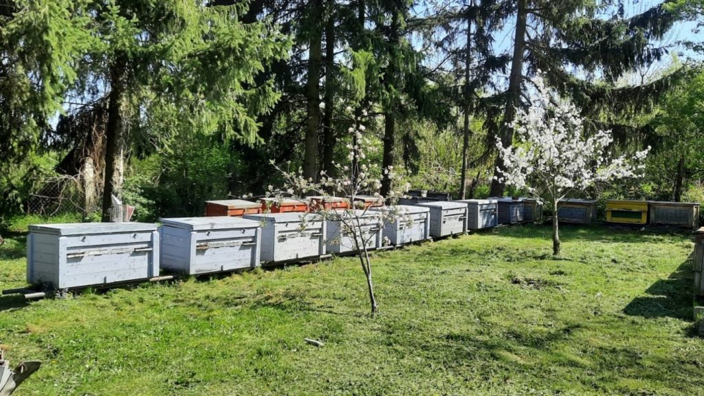 A méhatka elleni hatékonyabb védekezés kialakításán dolgoznak a magyar kutatók - Fotó: Dr. Kolics Balázs