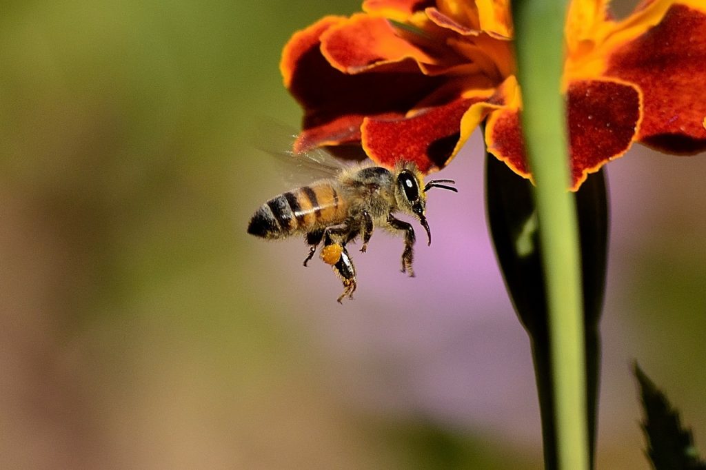 Egy ausztrál kutatás eredményei szerint sokkal hatékonyabb a dühös méhek mérge a szelídekénél
