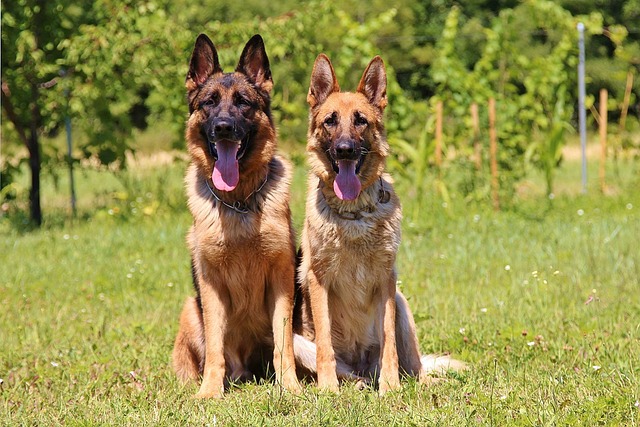 Kutyavásár kezdődik augusztusban a NAV-nál: keresőkutyákat keresnek az állományba
